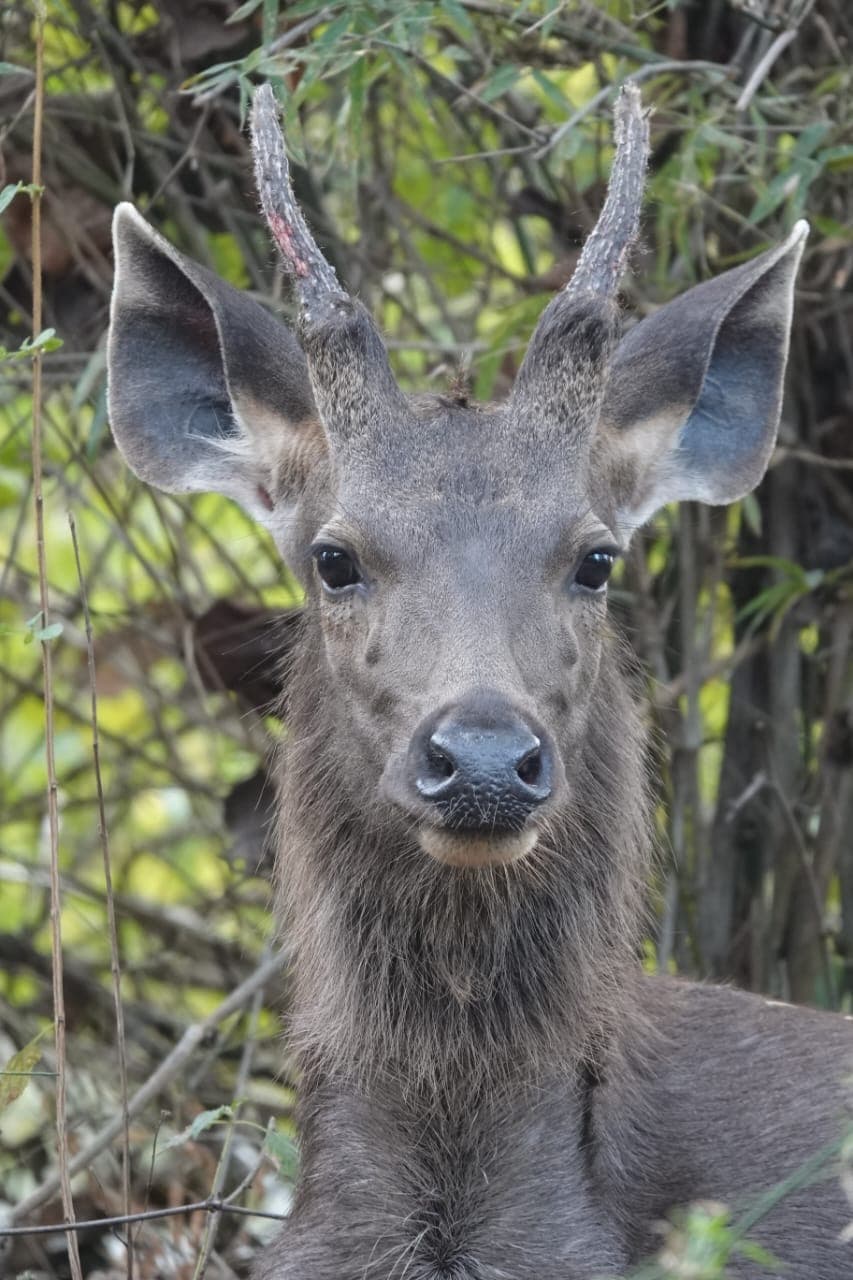 A sambar deer stands tall and handsome. Picture by Archita Rungta